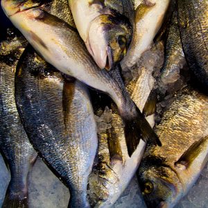 Banquisa Congelados Guerrero