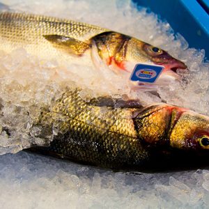Banquisa Congelados Guerrero