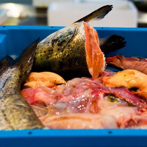 Banquisa Congelados Guerrero